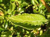 Lantana Camara (en Corse) (04) (Photo F. Mrugala)